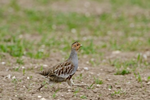 Grey Partridge Perdix perdix male running along edge of winter wheat field Norfolk spring Grey Partridge Perdix perdix male running along edge of winter wheat field Norfolk spring