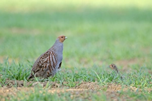 Grey Partridge Perdix perdix Norfolk spring