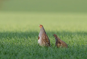 Grey Partridge Perdix perdix Norfolk spring