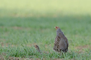 : Grey Partridge Perdix perdix Norfolk spring