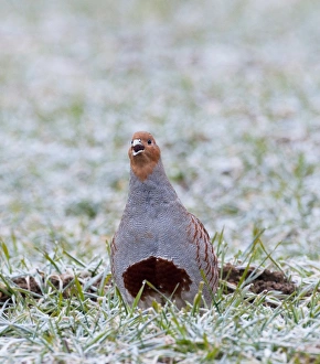 Grey Partridge Perdix perdix Norfolk winter