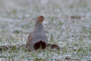 Partridge Prints: Grey Partridge Perdix perdix Norfolk winter