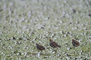 Grey Partridge Perdix perdix Norfolk winter