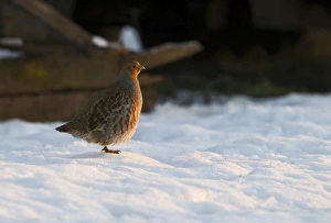 Grey Partridge Perdix perdix in snow Norfolk December