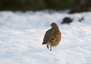 Grey Partridge Perdix perdix Norfolk winter