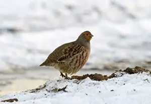 Perdix Perdix Prints: Grey Partridge Perdix perdix in snow Norfolk December