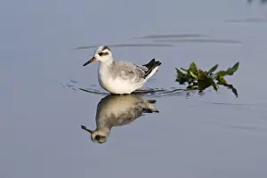 Phalarope Prints: Grey Phalarope 1st winter Waxham North Norfolk January 2008