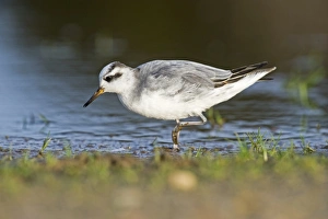 Grey Phalarope Phalaropus fulicarius Winterton Norfolk January Grey Phalarope Phalaropus fulicarius Winterton Norfolk January