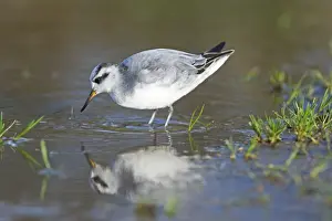 Grey Phalarope Phalaropus fulicarius Winterton Norfolk January