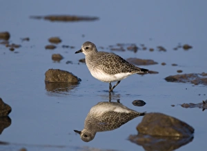 Plover Prints: Grey Plover Pluvialis squatarola Norfolk January
