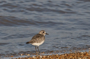 Grey Plover Pluvialis squatarola Norfolk winter