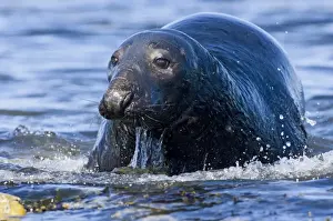 Seal Prints: Grey Seal Halichoerus gryphus bull Shetland summer