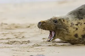 Images Dated 2006 December: Grey Seal Halichoerus gryphus female Norfolk winter
