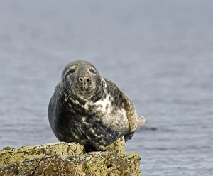 Coast Prints: Grey Seal Halichoerus gryphus Shetland May