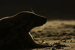 Grey Seal Halichoerus gryphus silhoutted on beach at dawn Norfolk winter Grey Seal Halichoerus gryphus silhoutted on beach at dawn Norfolk winter