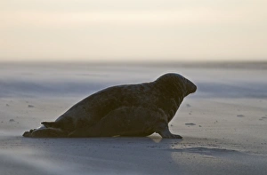 Grey Seals Blakeney Norfolk
