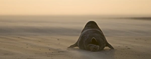 Grey Seals Blakeney Norfolk