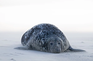 Grey Seals Blakeney Norfolk