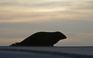 Grey Seals Blakeney Norfolk