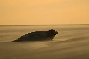 Mammal Prints: Grey Seal Halichoerus grypus on beach Blakeney Point Norfolk November