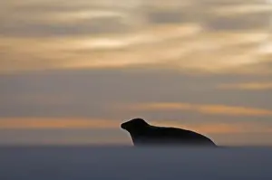 Grey Seal Halichoerus grypus on beach Blakeney Point Norfolk November