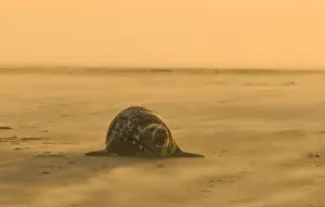 Grey Seal Halichoerus grypus on beach Blakeney Point Norfolk November
