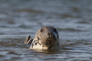 Grey Seals Blakeney Norfolk