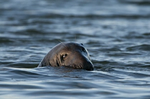Grey Seals Blakeney Norfolk