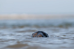 Grey Seals Blakeney Norfolk
