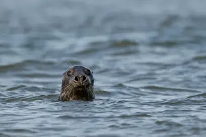 Grey Seal Halichoerus grypus Blakeney Point Norfolk autumn
