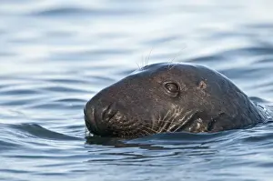 Grey Seal Halichoerus grypus Blakeney Point Norfolk autumn