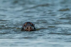 Grey Seal Halichoerus grypus Blakeney Point Norfolk autumn