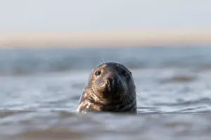 Grey Seal Halichoerus grypus Blakeney Point Norfolk autumn
