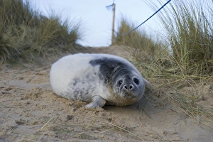 Viewing Prints: Grey Seal pup in Winterton dunes Norfolk December