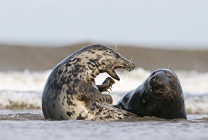 Seal Prints: Grey Seals Blakeney Norfolk