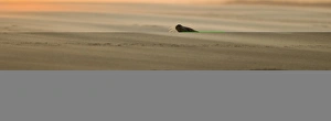 Grey Seals Halichoerus grypus bull and female on beach Blakeney Point Norfolk November Grey Seals Halichoerus grypus bull and female on beach Blakeney Point Norfolk November
