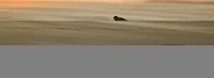 Grey Seals Halichoerus grypus bull and female on beach Blakeney Point Norfolk November