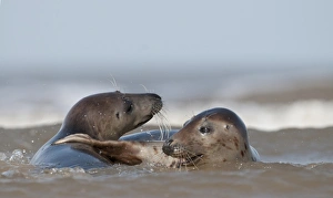 Grey Seals Halichoerus grypus females in surf Norfolk November Grey Seals Halichoerus grypus females in surf Norfolk November