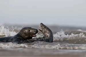 Seal Prints: Grey Seals Halichoerus grypus male attempting to mate with female Norfolk November