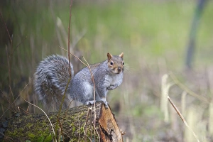 Mammal Prints: Grey Squirrel Norfolk winter
