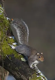 Mammal Prints: Grey Squirrel Sciurius carolinensis Norfolk winter