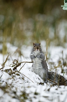 Squirrel Prints: Grey Squirrel Sciurus carolinensis Norfolk winter