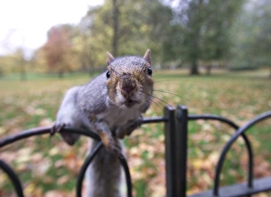 Grey Squirrel St James Park London