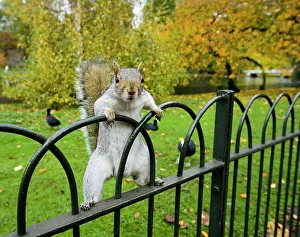 Grey Squirrel in St James Park, London, UK