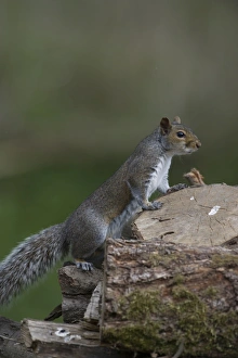 Prints of Grey Squiurrel Scicurous carolinensis Images Dated 2010 April: Grey Squiurrel Scicurous carolinensis