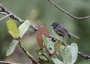 Grey-streaked Honeyeater Ptiloprora persistrata Tari Papua New Guinea Grey-streaked Honeyeater Ptiloprora persistrata Tari Papua New Guinea