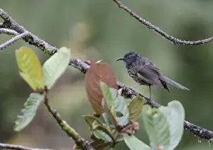 Tari Prints: Grey-streaked Honeyeater Ptiloprora persistrata Tari Papua New Guinea