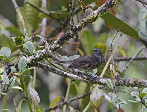 Grey-streaked Honeyeater Ptiloprora perstriata Tari Papua New Guinea Grey-streaked Honeyeater Ptiloprora perstriata Tari Papua New Guinea