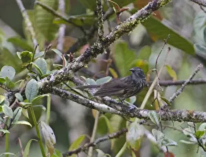 Tari Prints: Grey-streaked Honeyeater Ptiloprora perstriata Tari Papua New Guinea