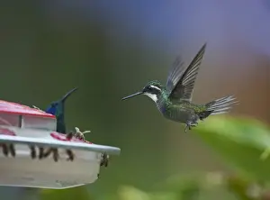 Hummingbird Prints: Grey-tailed Mountain Gem Lampornis cinereicauda female at feeder Cordillera Talamanca